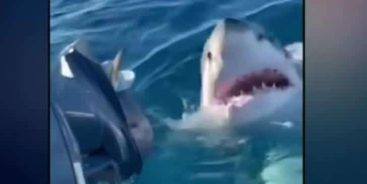 καρχαρίας, white shark 
attack, family, Australia,
επίθεση, Αυστραλία 